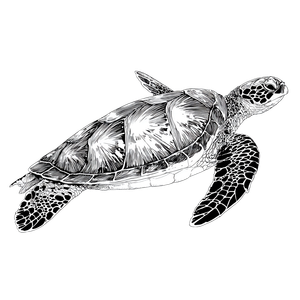 Sea Turtle Drawing V3 Vinyl Car Decal Sticker – Waterproof & UV-Resistant 3.4133333333333336"