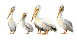 Watercolor Pelicans Vinyl Car Decal Sticker – Waterproof & UV-Resistant 2.6133333333333333"