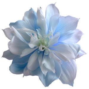 Mystic Blue Flower V3 Vinyl Car Decal Sticker – Waterproof & UV-Resistant 3.4133333333333336"
