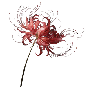 Red Spider Lily V10 Vinyl Car Decal Sticker – Waterproof & UV-Resistant 6.826666666666667"