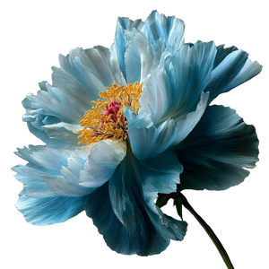 Blue Peonie V2 Vinyl Car Decal Sticker – Waterproof & UV-Resistant 3.4133333333333336"