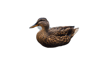 Duck In Water Vinyl Car Decal Sticker – Waterproof & UV-Resistant 2.986666666666667"