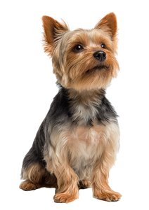 Yorkshire Terrier Portrait V6 Vinyl Car Decal Sticker – Waterproof & UV-Resistant 4.373333333333333"
