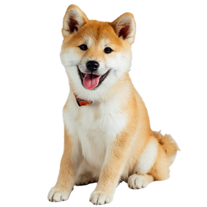 Smiling Shiba Inu V2 Vinyl Car Decal Sticker – Waterproof & UV-Resistant 3.4133333333333336"