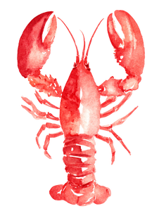 Watercolor Lobster V3 Vinyl Car Decal Sticker – Waterproof & UV-Resistant 8.213333333333333"