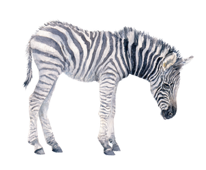 Baby Zebra Grazing Vinyl Car Decal Sticker – Waterproof & UV-Resistant 6.613333333333333"