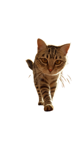 Curious Tabby Cat V16 Vinyl Car Decal Sticker – Waterproof & UV-Resistant 9.706666666666667"