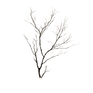 Leafless Tree Branch V2 Vinyl Car Decal Sticker – Waterproof & UV-Resistant 6.826666666666667" Leafless Tree Branch V2 Vinyl Car Decal Sticker – Waterproof & UV-Resistant 6.826666666666667"