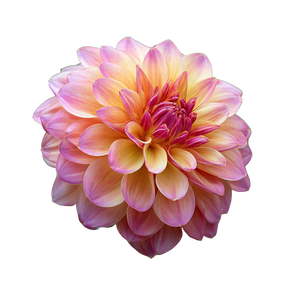 Pink Dahlia Bloom V2 Vinyl Car Decal Sticker – Waterproof & UV-Resistant 3.4133333333333336"