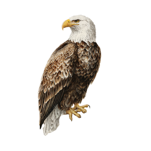 Bald Eagle Perched V4 Vinyl Car Decal Sticker – Waterproof & UV-Resistant 6.826666666666667"
