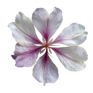 Delicate Flower Petal V2 Vinyl Car Decal Sticker – Waterproof & UV-Resistant 6.826666666666667"