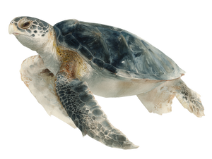 Sea Turtle Art V4 Vinyl Car Decal Sticker – Waterproof & UV-Resistant 6.1866666666666665"