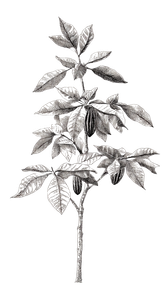 Cacao Tree Sketch Vinyl Car Decal Sticker – Waterproof & UV-Resistant 9.706666666666667"