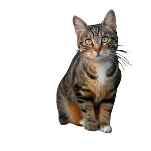 Cat V10 Vinyl Car Decal Sticker – Waterproof & UV-Resistant 3.4133333333333336"