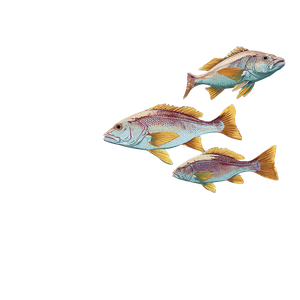 Florida Reef Fish Vinyl Car Decal Sticker – Waterproof & UV-Resistant 3.4133333333333336"