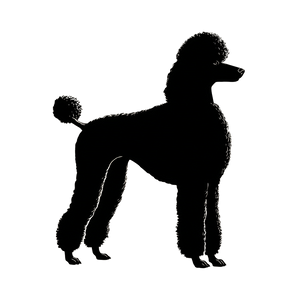 Silhouette Poodle V2 Vinyl Car Decal Sticker – Waterproof & UV-Resistant 3.4133333333333336"