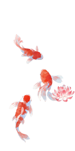 Red Koi Pond Vinyl Car Decal Sticker – Waterproof & UV-Resistant 5.12"