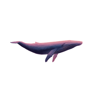 Blue Whale Sky Vinyl Car Decal Sticker – Waterproof & UV-Resistant 3.4133333333333336"