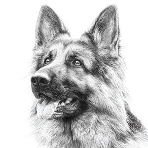Cute German Shepherd V4 Vinyl Car Decal Sticker – Waterproof & UV-Resistant 3.4133333333333336"