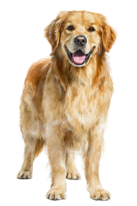 Happy Golden Retriever V66 Vinyl Car Decal Sticker – Waterproof & UV-Resistant 4.4