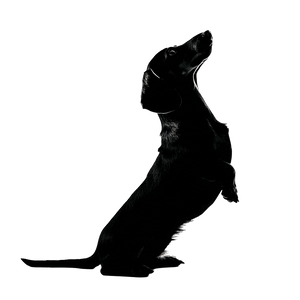 Begging Dachshund Vinyl Car Decal Sticker – Waterproof & UV-Resistant 3.4133333333333336"
