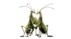 Melting Mantis Duo V2 Vinyl Car Decal Sticker – Waterproof & UV-Resistant 5.4