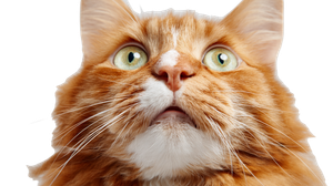 Shocked Ginger Cat Vinyl Car Decal Sticker – Waterproof & UV-Resistant 2.72"