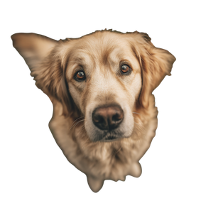 Golden Retriever Close-Up V5 Vinyl Car Decal Sticker – Waterproof & UV-Resistant 3.4133333333333336"