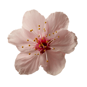 Cherry Blossom Macro Vinyl Car Decal Sticker – Waterproof & UV-Resistant 6.826666666666667"