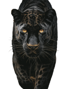 Black Jaguar Emerges V2 Vinyl Car Decal Sticker – Waterproof & UV-Resistant 8.213333333333333"