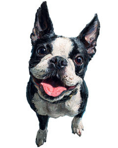 Happy Boston Terrier V5 Vinyl Car Decal Sticker – Waterproof & UV-Resistant 4.0"