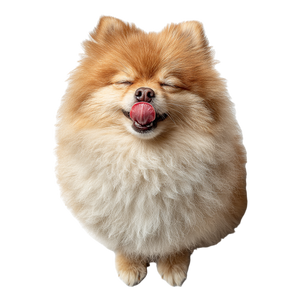 Happy Pomeranian Licking Vinyl Car Decal Sticker – Waterproof & UV-Resistant 6.826666666666667"
