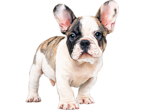 French Bulldog Puppy V11 Vinyl Car Decal Sticker – Waterproof & UV-Resistant 3.0933333333333333"