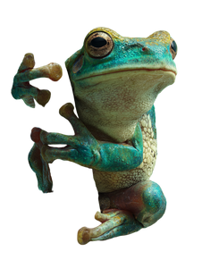 Emerald Glass Frog V2 Vinyl Car Decal Sticker – Waterproof & UV-Resistant 4.1066666666666665"