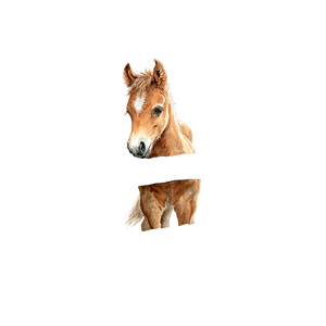 Cute Baby Horse V3 Vinyl Car Decal Sticker – Waterproof & UV-Resistant 6.826666666666667"