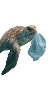 Turtle Biting Bag V2 Vinyl Car Decal Sticker – Waterproof & UV-Resistant 4.8533333333333335"