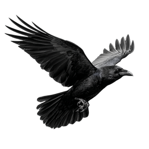 Flying Raven V11 Vinyl Car Decal Sticker – Waterproof & UV-Resistant 3.4133333333333336"