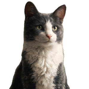 Bicolor Cat Painting Vinyl Car Decal Sticker – Waterproof & UV-Resistant 3.4133333333333336"