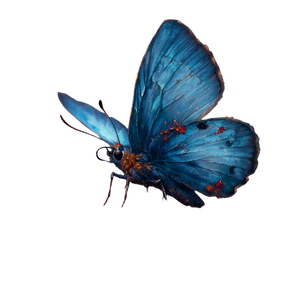 Blue Butterfly Tattoo V4 Vinyl Car Decal Sticker – Waterproof & UV-Resistant 3.4133333333333336"