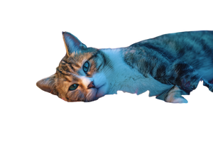 Autumn Cat Nap Vinyl Car Decal Sticker – Waterproof & UV-Resistant 2.986666666666667"