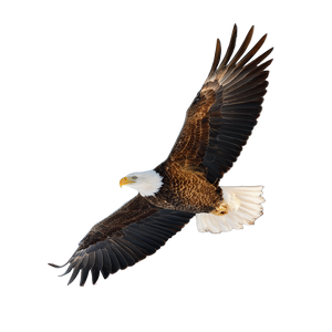 Bald Eagle Flying V11 Vinyl Car Decal Sticker – Waterproof & UV-Resistant 3.4133333333333336" Bald Eagle Flying V11 Vinyl Car Decal Sticker – Waterproof & UV-Resistant 3.4133333333333336"