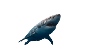 Great White Shark Attack Vinyl Car Decal Sticker – Waterproof & UV-Resistant 5.4
