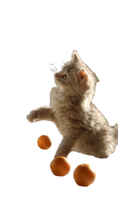 Playful Kitten V13 Vinyl Car Decal Sticker – Waterproof & UV-Resistant 9.706666666666667"