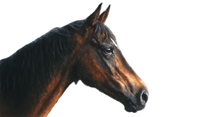 Pastel Horse V2 Vinyl Car Decal Sticker – Waterproof & UV-Resistant 5.4