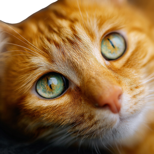 Orange Cat Close-Up V6 Vinyl Car Decal Sticker – Waterproof & UV-Resistant 3.4133333333333336"