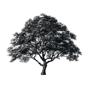 Black Tree Vinyl Car Decal Sticker – Waterproof & UV-Resistant 3.4133333333333336"
