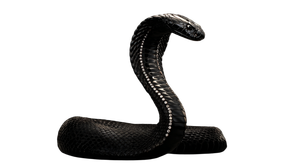 Black Diamond Cobra Vinyl Car Decal Sticker – Waterproof & UV-Resistant 5.4