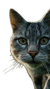 Park Cat V2 Vinyl Car Decal Sticker – Waterproof & UV-Resistant 4.8533333333333335"