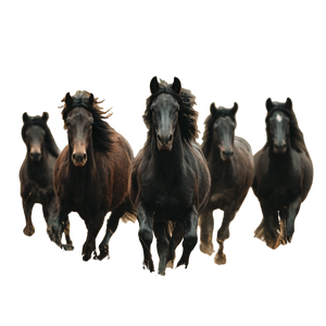 Black Stallions Running Vinyl Car Decal Sticker – Waterproof & UV-Resistant 6.826666666666667"