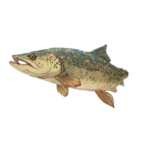 Cloisonne Trout Fish Vinyl Car Decal Sticker – Waterproof & UV-Resistant 3.4133333333333336"